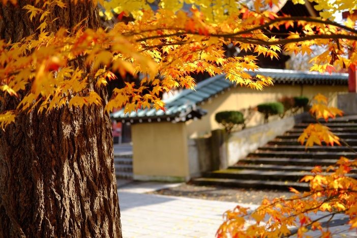 日本紅葉2022 日本旅遊賞楓懶人包 拍拖景點 紅葉打卡攻略